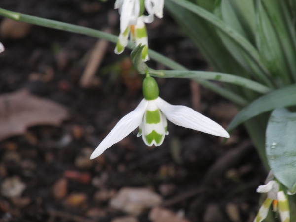 greater snowdrop / Galanthus elwesii: The flowers of _Galanthus elwesii_ typically have 2 separate green patches on each of the inner tepals.
