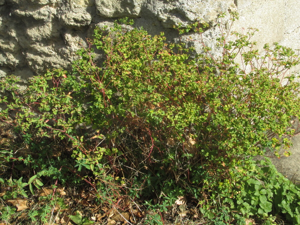 Balkan spurge / Euphorbia oblongata: _Euphorbia oblongata_ is an occasional garden escape, native to the Balkan Peninsula.