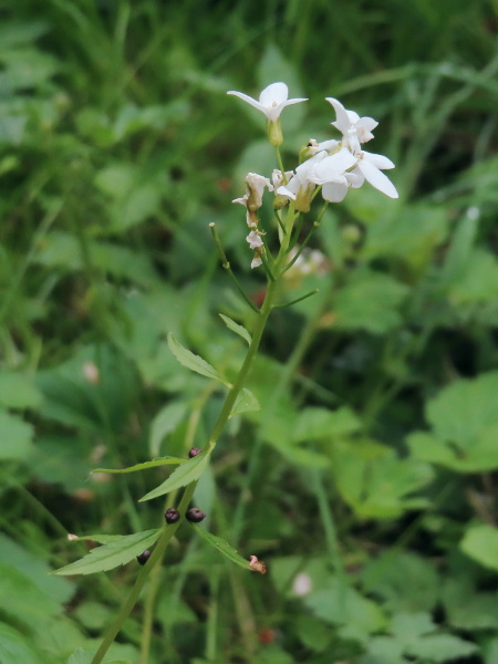 coralroot / Cardamine bulbifera: _Cardamine bulbifera_ grows in woodland in the Chilterns and the Weald; it has pink or white flowers above, but replaced by vegetative bulbils below.