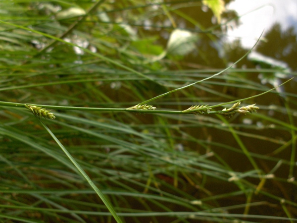 remote sedge / Carex remota: The inflorescence of _Carex remota_ consists of several small, widely spaced spikelets; the lowest bract is longer than the whole inflorescence.