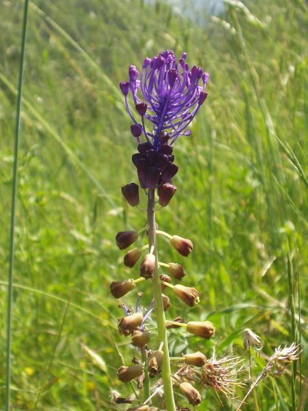 tassel hyacinth / Muscari comosum: _Muscari comosum_ is a European species only rarely found in Great Britain; it has brownish fertile flowers at the base of the raceme, and bright purple sterile flowers above them.