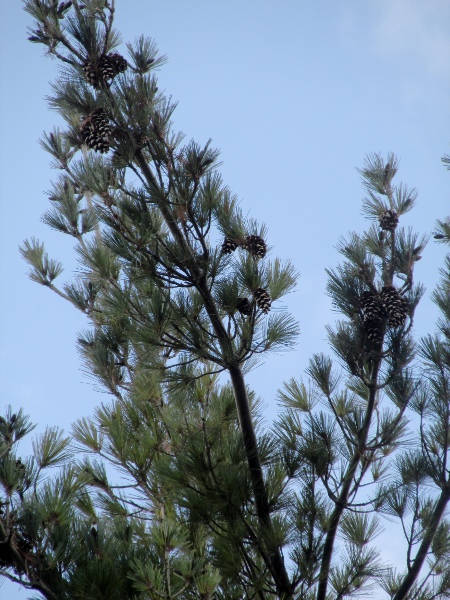 Weymouth pine / Pinus strobus: Unlike the pendent leaves of _Pinus wallichiana_, the leaves of _Pinus strobus_ point forwards.