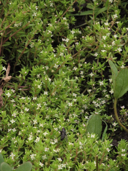 New Zealand pigmyweed / Crassula helmsii: _Crassula helmsii_ is a plant of wet mud and shallow water that is native to Australia and New Zealand; it is invasive in western Europe, and may not be spread in the United Kingdom under <a href="sched9.html">Schedule 9</a>.