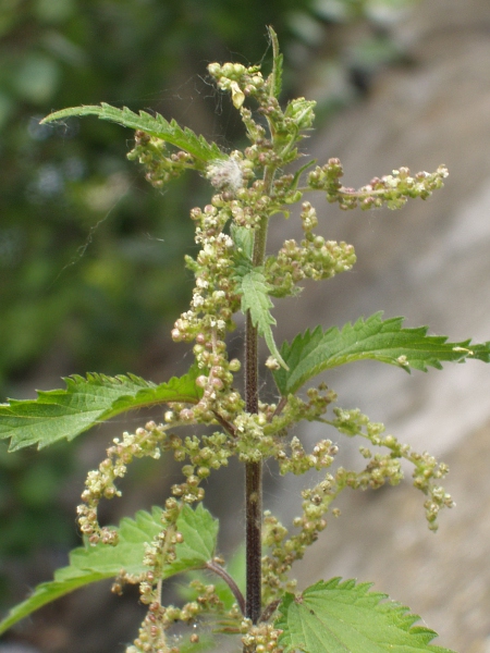 common nettle / Urtica dioica: _Urtica dioica_ is dioecious, with separate male and female plants.