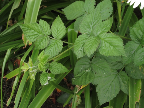 loganberry / Rubus loganobaccus: _Rubus loganobaccus_ has pinnate leaves, like _Rubus idaeus_, but is arching rather than erect.