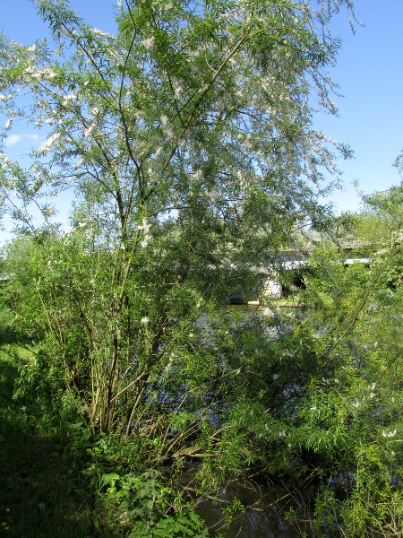 purple willow / Salix purpurea: _Salix purpurea_ is a tall shrub of river banks and other damp places.