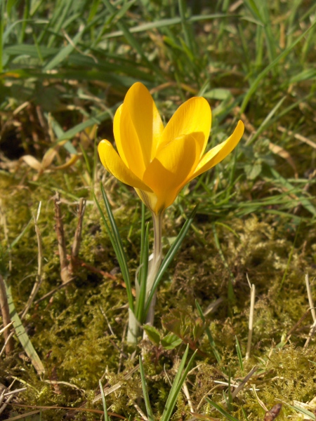 Ankara crocus / Crocus ancyrensis: _Crocus ancyrensis_ is a species from western Turkey that has pure yellow flowers.
