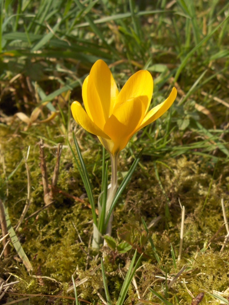 Ankara crocus / Crocus ancyrensis