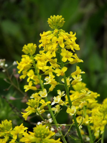 winter cress / Barbarea vulgaris: When the lower flowers have bent down and opened but the upper ones have not, the inflorescence can develop a characteristic ‘topknot’.