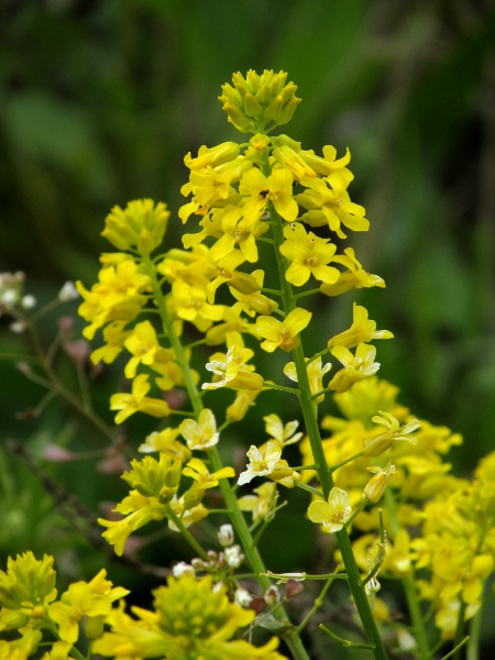 winter cress / Barbarea vulgaris