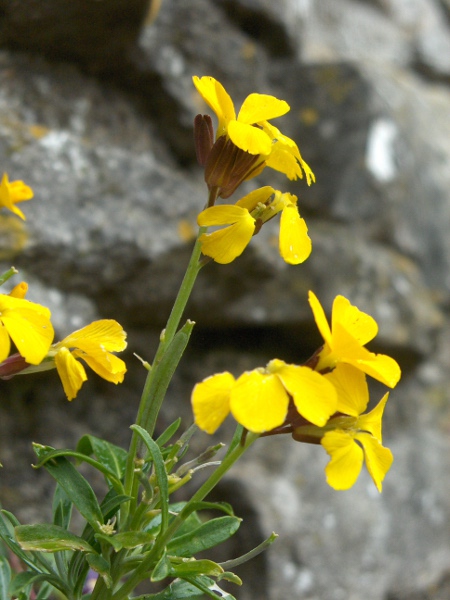 wallflower / Erysimum cheiri: The flowers of _Erysimum cheiri_ are natively yellow, but many cultivars with different colouration are available.