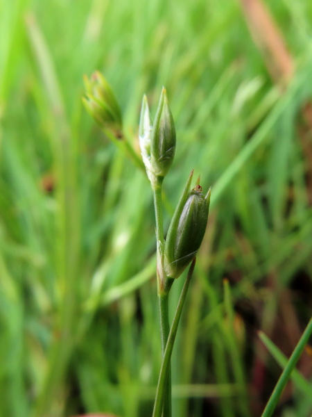 frog rush / Juncus ranarius