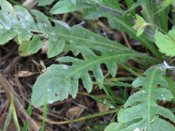 shepherd’s purse / Capsella bursa-pastoris