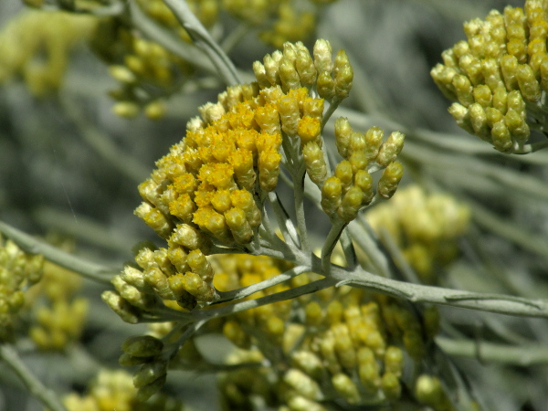 Italian everlasting-flower / Helichrysum italicum: The heads of yellow flowers are small, and the leaves are narrow, silvery-hairy and recurved at their margins.