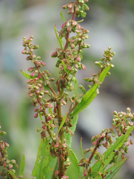 water dock / Rumex hydrolapathum: Infructescence