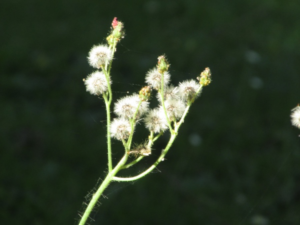 fox and cubs / Pilosella aurantiaca: In seed