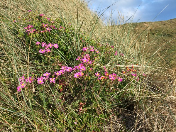 woad-leaved ragwort / Senecio glastifolius: _Senecio glastifolius_ is a South African perennial that has become established in the Scilly Isles (VC1).