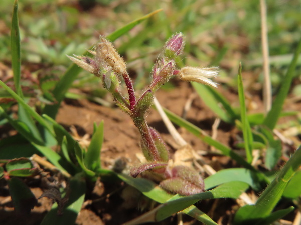 dwarf mouse-ear / Cerastium pumilum