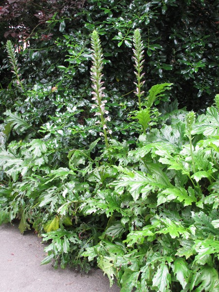 bear’s breech / Acanthus mollis: The bracts in the inflorescence of _Acanthus mollis_ have shorter, softer spines than those of _Acanthus spinosus_.
