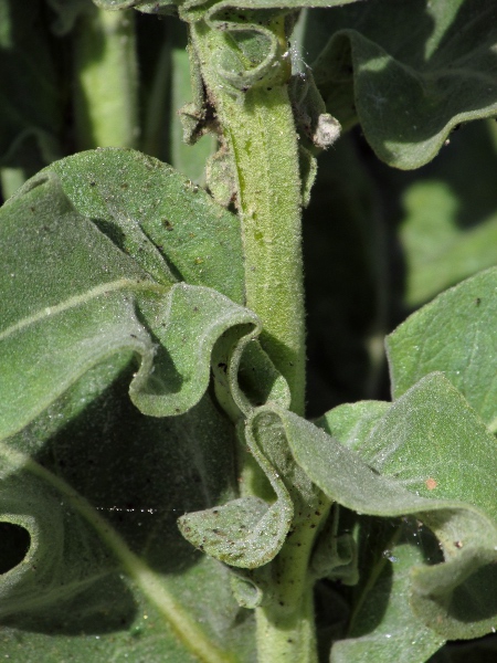 Hungarian mullein / Verbascum speciosum: Stem and leaf-bases