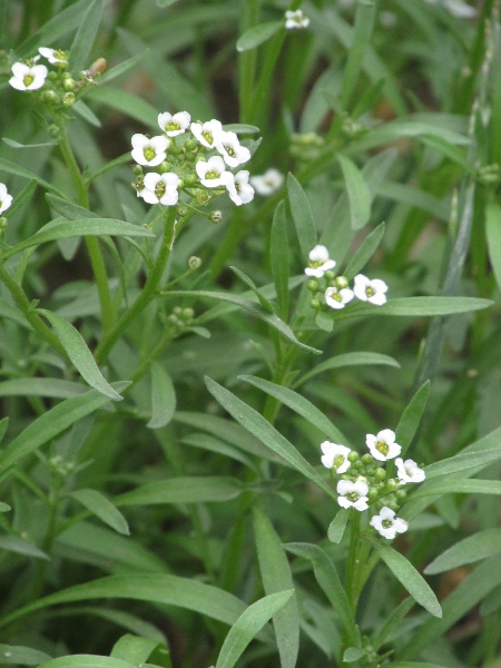 sweet alison / Lobularia maritima: _Lobularia maritima_ is a popular garden plant that occurs casually over much of the British Isles, and is fully naturalised in some coastal locations.