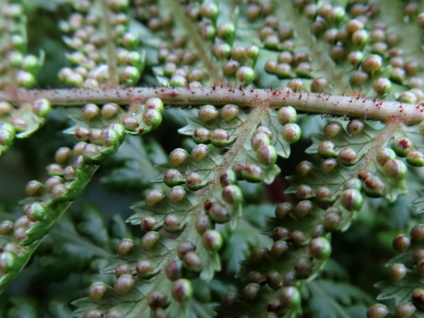 Australian tree-fern / Dicksonia antarctica