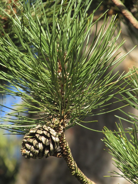 Corsican pine / Pinus nigra subsp. laricio: The leaves of _Pinus nigra_ subsp. _laricio_ are up to 18 cm long, longer and less stiff than those of _Pinus nigra_ subsp. _nigra_.