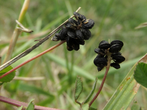 black medick / Medicago lupulina: The pods of _Medicago lupulina_ are coiled through around 360° and contain a single seed; they become black when ripe.