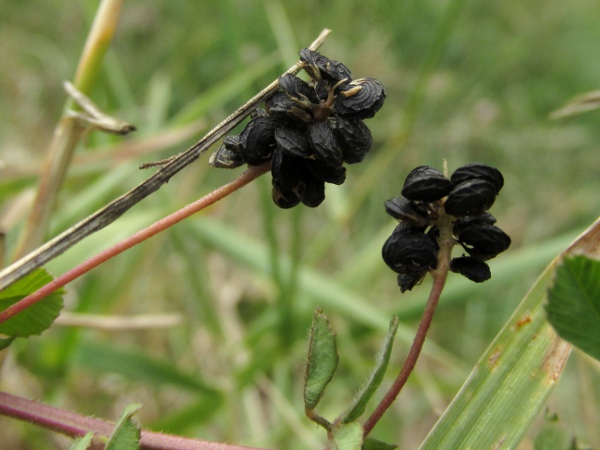 black medick / Medicago lupulina