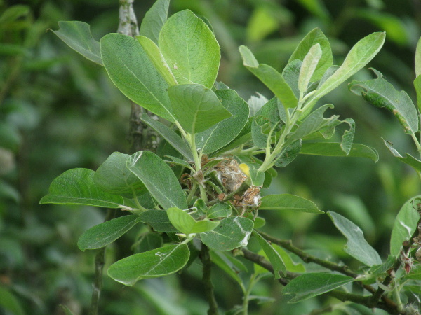  / Salix × reichardtii