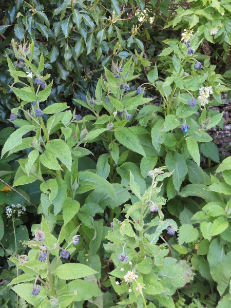 rough comfrey / Symphytum asperum: _Symphytum asperum_ is a rare alien comfrey, similar to its much more common hybrid offspring, _Symphytum_ × _uplandicum_, but with its upper leaves on short stalks.