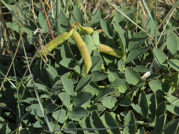 sea pea / Lathyrus japonicus: The fruit of _Lathyrus japonicus_ is a fleshy pod containing around 8–12 seeds each.