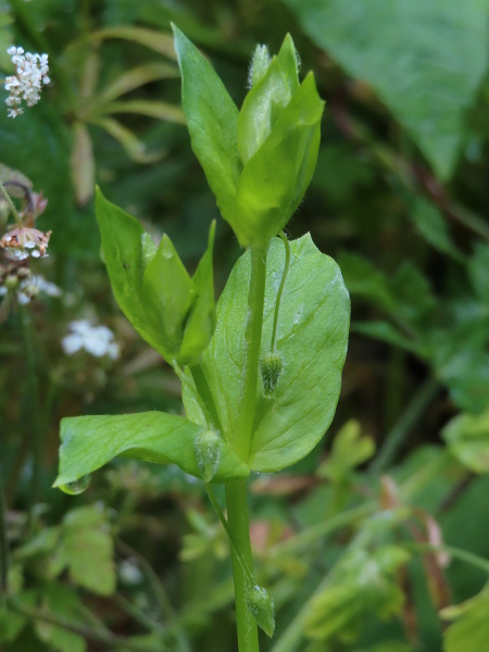 greater chickweed / Stellaria neglecta: _Stellaria neglecta_ is taller than _Stellaria media_, and has flowers with 10 functional stamens; its fruiting capsules are borne on long, pendulous stalks.