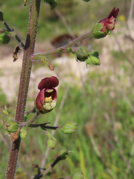 balm-leaved figwort / Scrophularia scorodonia: Unlike _Scrophularia scopolii_, our other hairy figwort with purple flowers, the sepals have a covering of short hairs.