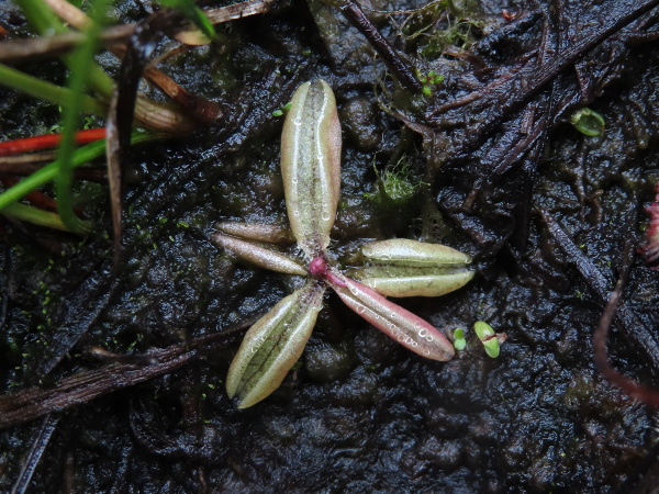 pale butterwort / Pinguicula lusitanica