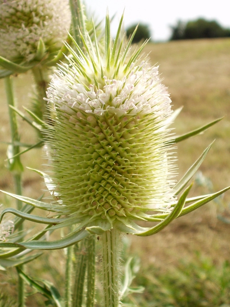 cut-leaved teasel / Dipsacus laciniatus: _Dipsacus laciniatus_ has whitish flowers, almost patent bracts below the inflorescence, and (just visible here) pinnatifid leaves, in contrast with _Dipsacus fullonum_; it is a rare introduction.