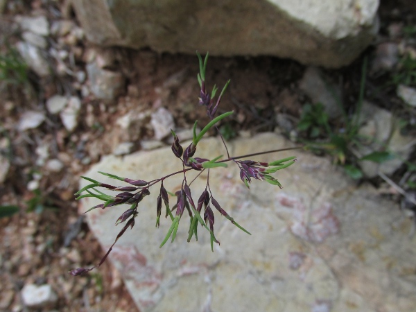 Alpine meadow-grass / Poa alpina: _Poa alpina_ is a proliferating upland grass, like the much more frequent _Festuca vivipara_, but with shorter, keeled spikelets.