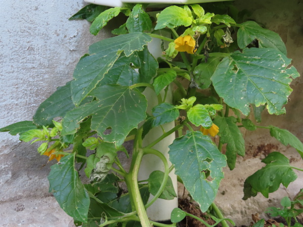 large-flowered tomatillo / Physalis philadelphica: _Physalis philadelphica_ occasionally escapes from cultivation; it has larger flowers than the otherwise similar _Physalis ixocarpa_.