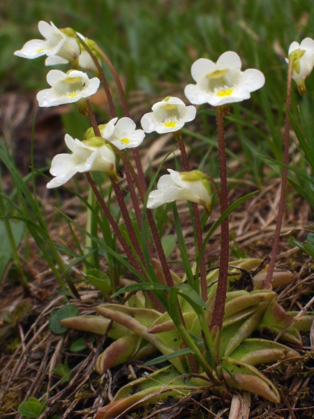 Alpine butterwort / Pinguicula alpina: _Pinguicula alpina_ is an <a href="aa.html">Arctic–Alpine</a> species that was last seen in the British Isles at a site near Avoch (VC106) in 1919; its white flowers separate it from our other butterworts.