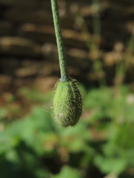 Atlas poppy / Papaver atlanticum: The stem below the flower or flower-bud has appressed hairs, unlike _Papaver rhoeas_; its latex is white.