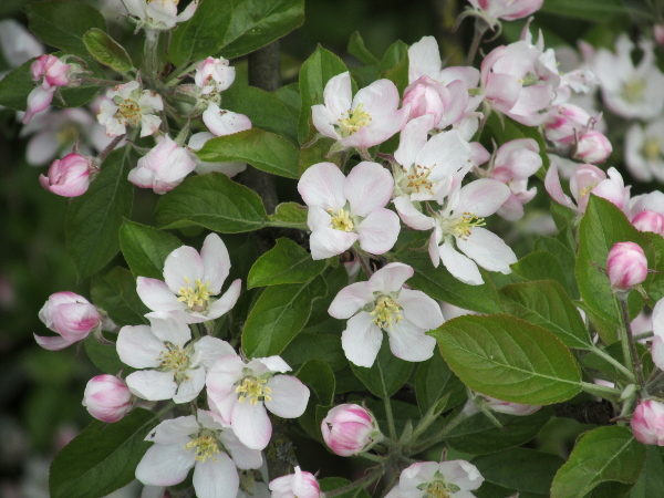 apple / Malus domestica: _Malus domestica_ has large, white flowers; its sepals are hairy on the outside, unlike the wild _Malus sylvestris_.