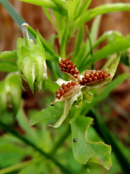 field pansy / Viola arvensis: The fruit of _Viola arvensis_ is a 3-parted capsule containing many brown seeds.