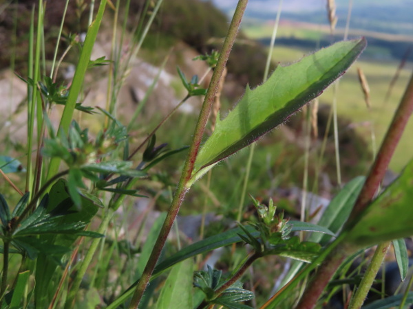 hawkweeds / Hieracium sect. Cerinthoidea: The few stem-leaves in _Hieracium_ sect. _Cerinthoidea_ are slightly glaucous and narrowly clasp the stem.