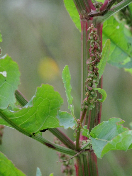 Scottish dock / Rumex aquaticus: The fruits of _Rumex aquaticus_ have no tubercles on any of their 3 sides.