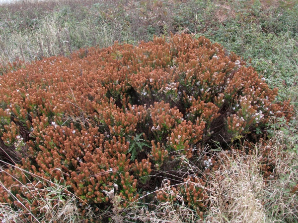 Cornish heath / Erica vagans: _Erica vagans_ grows natively on the Lizard Peninsula (VC1) and perhaps at one site in County Fermanagh, and has become naturalised elsewhere.