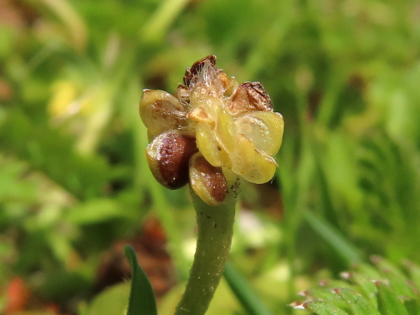 hairy buttercup / Ranunculus sardous: The achenes of _Ranunculus sardous_ either lack tubercles completely, or have them only near the margin.