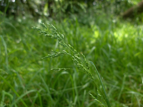 wood meadow-grass / Poa nemoralis: Inflorescence
