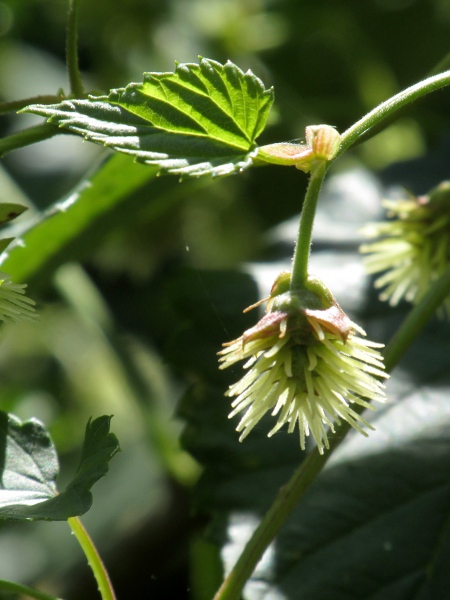 hop / Humulus lupulus: The female flowers of _Humulus lupulus_ are borne in dense heads.