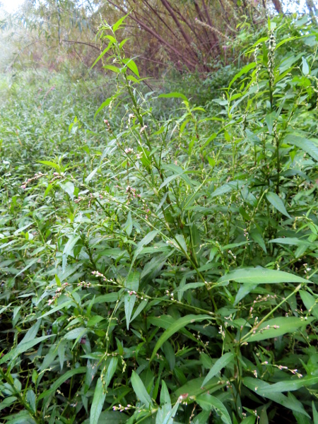 tasteless water-pepper / Persicaria mitis: _Persicaria mitis_ is a very rare annual of wet ground; it is similar to _Persicaria hydropiper_, but lacks the glands in the inflorescences and the peppery flavour of the leaves.