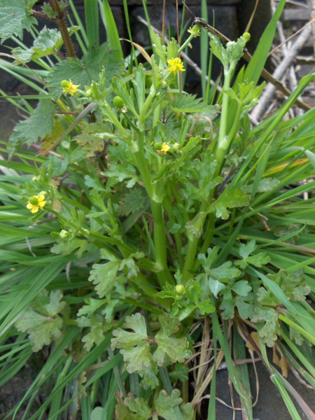 celery-leaved buttercup / Ranunculus sceleratus: Typically growing in damp environments, the stems of _Ranunculus sceleratus_ are thick and stocky.